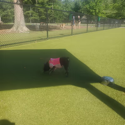 Dog Park at Schappacher Park